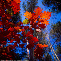 Buy canvas prints of Red Oak (Quercus Rubra) Leaves, New England, USA by Photimageon UK