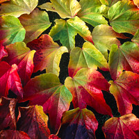 Buy canvas prints of Boston Ivy leaves in Autumn by Photimageon UK