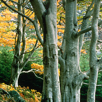 Buy canvas prints of Beech Trees, Gruinard, Wester Ross, Scotland by Photimageon UK