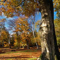 Buy canvas prints of Autumn in the New Forest by Photimageon UK