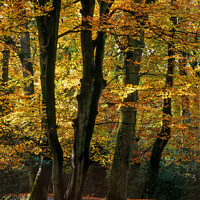 Buy canvas prints of Autumn Beech Trees, New Forest, England by Photimageon UK