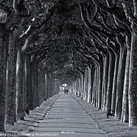 Buy canvas prints of The Avenue by Ian Williams
