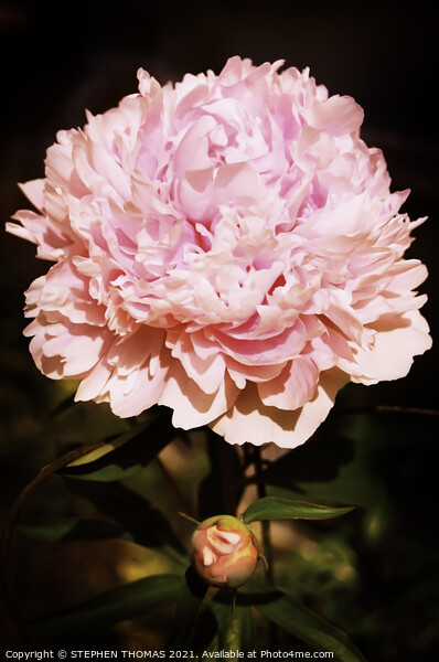 Pink Peony Picture Board by STEPHEN THOMAS