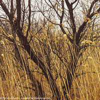 Buy canvas prints of Tree In Tall Grass by STEPHEN THOMAS