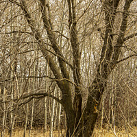 Buy canvas prints of Elm Surrounded by poplars by STEPHEN THOMAS