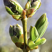 Buy canvas prints of Lilac Buds by STEPHEN THOMAS