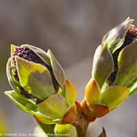 Buy canvas prints of Lilac Buds 2 by STEPHEN THOMAS