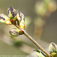 Buy canvas prints of Lilac Buds 3 by STEPHEN THOMAS