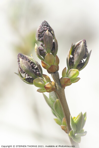 Lilac Buds 4 Picture Board by STEPHEN THOMAS