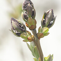 Buy canvas prints of Lilac Buds 4 by STEPHEN THOMAS