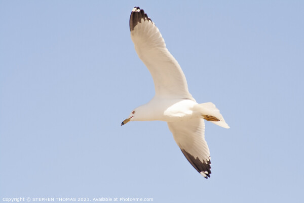 Gull in flight Picture Board by STEPHEN THOMAS