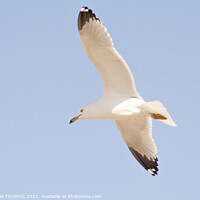 Buy canvas prints of Gull in flight by STEPHEN THOMAS