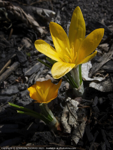 Yellow Crocus Picture Board by STEPHEN THOMAS