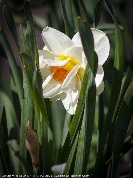 Shy daffodil Picture Board by STEPHEN THOMAS