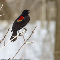 Buy canvas prints of Calling Red Winged Blackbird by STEPHEN THOMAS