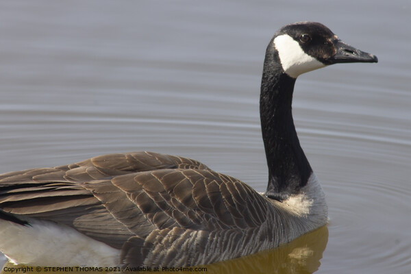 Swimming Canada Goose  Picture Board by STEPHEN THOMAS