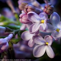 Buy canvas prints of Lilac Larger Than Life by STEPHEN THOMAS