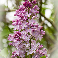 Buy canvas prints of Lilac Rejoice by STEPHEN THOMAS