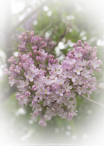 Lilac Love Picture Board by STEPHEN THOMAS