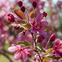 Buy canvas prints of Red Crabapple Blossoms by STEPHEN THOMAS