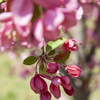 Buy canvas prints of Red Crabapple blossom hanging down  by STEPHEN THOMAS