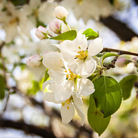 Buy canvas prints of Natural Bouquet - White Crabapple Blossoms by STEPHEN THOMAS