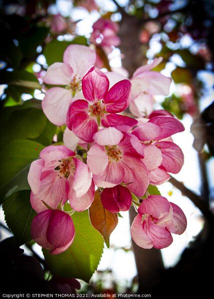 Pink Crabapple Blossoms Picture Board by STEPHEN THOMAS