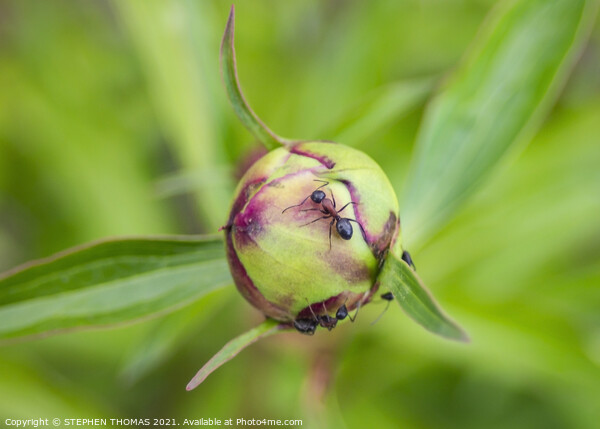 Ants on a Peony Bud Picture Board by STEPHEN THOMAS