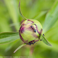 Buy canvas prints of Ants on a Peony Bud by STEPHEN THOMAS