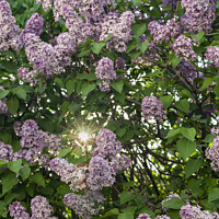 Buy canvas prints of Sun In Lilac Bush by STEPHEN THOMAS