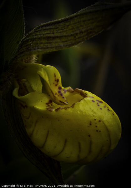 Yellow Lady's Slipper Orchid - Macro  Picture Board by STEPHEN THOMAS