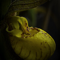 Buy canvas prints of Yellow Lady's Slipper Orchid - Macro  by STEPHEN THOMAS