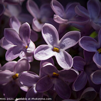 Buy canvas prints of Heavenly Sunlight - Lilac blossom macro by STEPHEN THOMAS