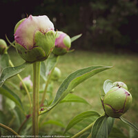 Buy canvas prints of Pink Peony Buds by STEPHEN THOMAS