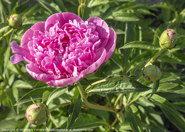 Pink Peony, First to Bloom Picture Board by STEPHEN THOMAS