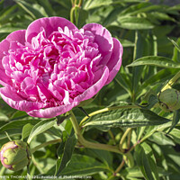 Buy canvas prints of Pink Peony, First to Bloom by STEPHEN THOMAS