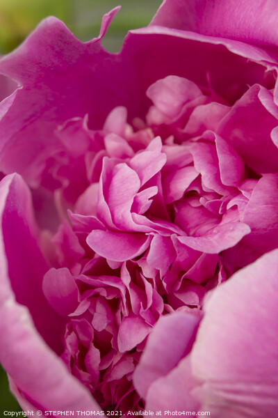 Revealing The Beauty Inside - Pink Peony Picture Board by STEPHEN THOMAS