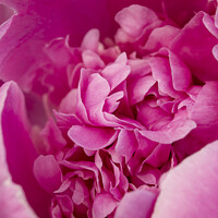Buy canvas prints of Revealing The Beauty Inside - Pink Peony by STEPHEN THOMAS
