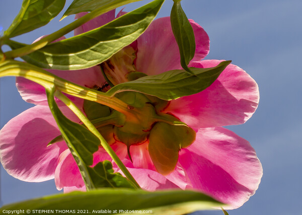 Under a Peony Under a Blue Sky Picture Board by STEPHEN THOMAS