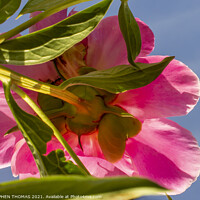 Buy canvas prints of Under a Peony Under a Blue Sky by STEPHEN THOMAS