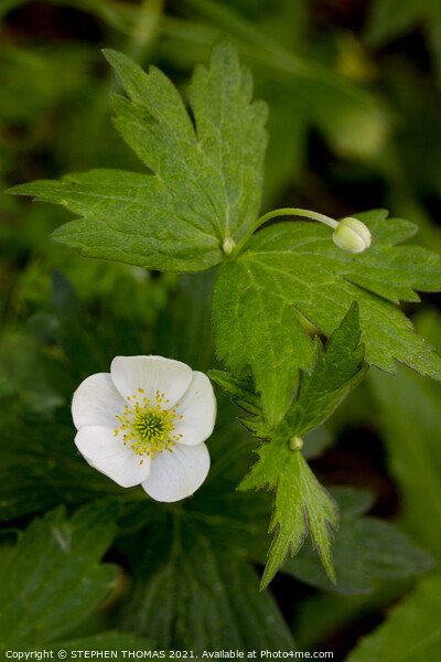  Canada Anemone Flower Picture Board by STEPHEN THOMAS