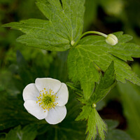 Buy canvas prints of  Canada Anemone Flower by STEPHEN THOMAS
