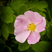 Buy canvas prints of Wild Rose by STEPHEN THOMAS