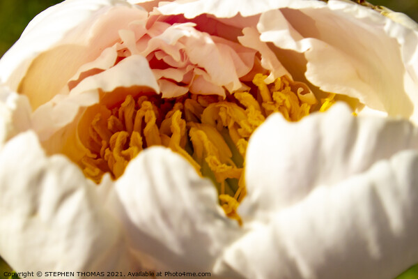Peony, The Gold Inside Picture Board by STEPHEN THOMAS