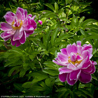 Buy canvas prints of Pretty Pink Peonies by STEPHEN THOMAS