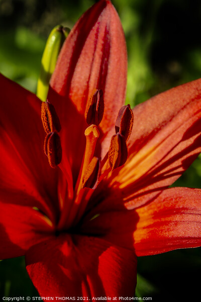 Red Lily For Canada Day Picture Board by STEPHEN THOMAS