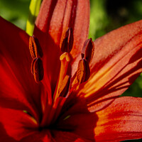 Buy canvas prints of Red Lily For Canada Day by STEPHEN THOMAS