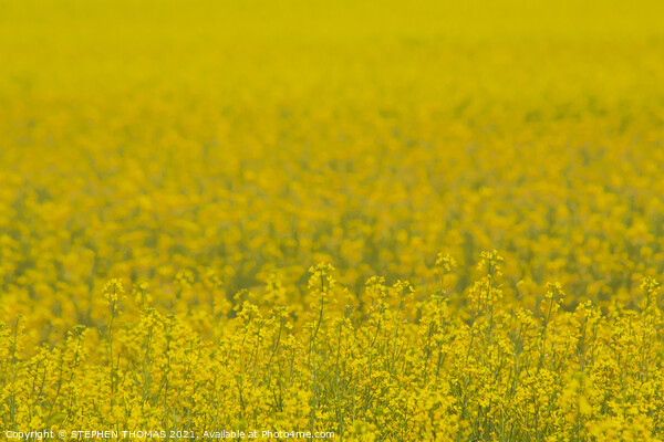 Field of Gold Picture Board by STEPHEN THOMAS