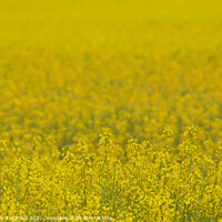 Buy canvas prints of Field of Gold by STEPHEN THOMAS