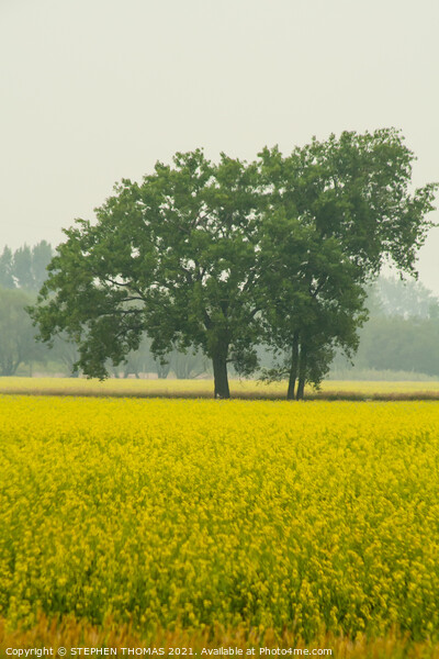 Trees in a Canola Field Picture Board by STEPHEN THOMAS